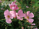 R. suffulta rose photo