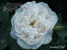 Jeanne d'Arc rose photo