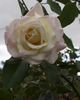 Climbing White Maman Cochet rose photo