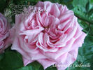 Adrienne de Cardoville rose photo
