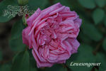 Leveson Gower rose photo