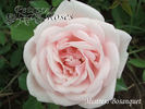 Mistress Bosanquet rose photo