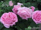 Madame d'Enfert rose photo