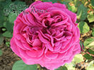 Madame Dubost rose photo