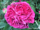 Mrs Yamada rose photo
