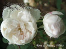 Rose de Meaux White rose photo
