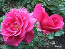 Helga rose photo