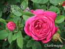 Charlemagne rose photo