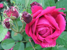 Charles Gater rose photo