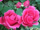 Druschki Rubra rose photo