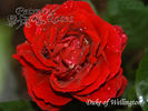 Duke of Wellington rose photo
