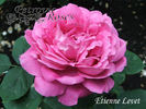 Étienne Levet rose photo