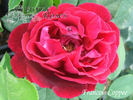 François Coppée rose photo