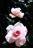 Sheer Bliss rose photo