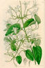 <i>C. aristata</i> Ker clematis photo
