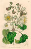 C. brachiata clematis photo