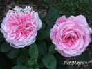 Her Majesty rose photo
