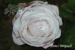 James Bougault rose photo