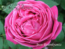 Jean Rosenkrantz rose photo