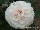 Margaret Dickson rose photo