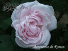 Marguerite de Roman rose photo