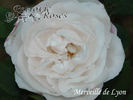 Merveille de Lyon rose photo