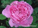 Monsieur de Morand rose photo