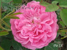Pie IX rose photo