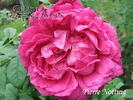 Pierre Notting rose photo