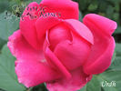 Urdh rose photo