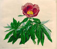 <i>P. mollis</i> G. Anderson, syn. peony photo