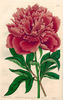 <i>Paeonia albiflora fragrans</i> peony photo