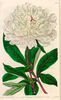 Whitleyii plena peony photo