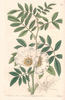 <i>Rosa involucrata</i> Roxburgh ex Lindley synonym rose photo