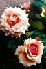 Fragrant Apricot ™ rose photo