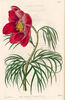 Hybrida peony photo