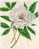 Carnea Plena peony photo