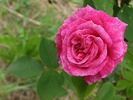 Stratosféra rose photo