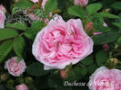 Duchesse de Verneuil rose photo