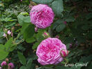 Louis Gimard rose photo