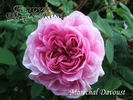 Maréchal Davoust rose photo