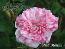 Madame Moreau rose photo