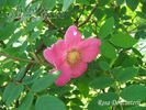 <i>Rosa doncasterii</i> 'Macrophylla' rose photo