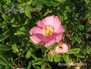 R. johannensis rose photo