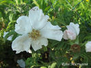 <i>Rosa</i> X <i>micrugosa</i> rose photo