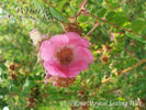 <i>Rosa moyesii</i> 'Sealing Wax' rose photo