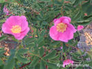 R. ultramontana rose photo