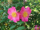 <i>Rosa</i> X <i>coryana</i> Hurst rose photo