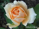 Billard et Barré rose photo