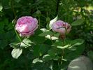 Queen Anne rose photo